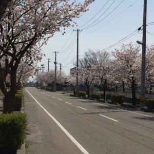 桜、満開です♪
