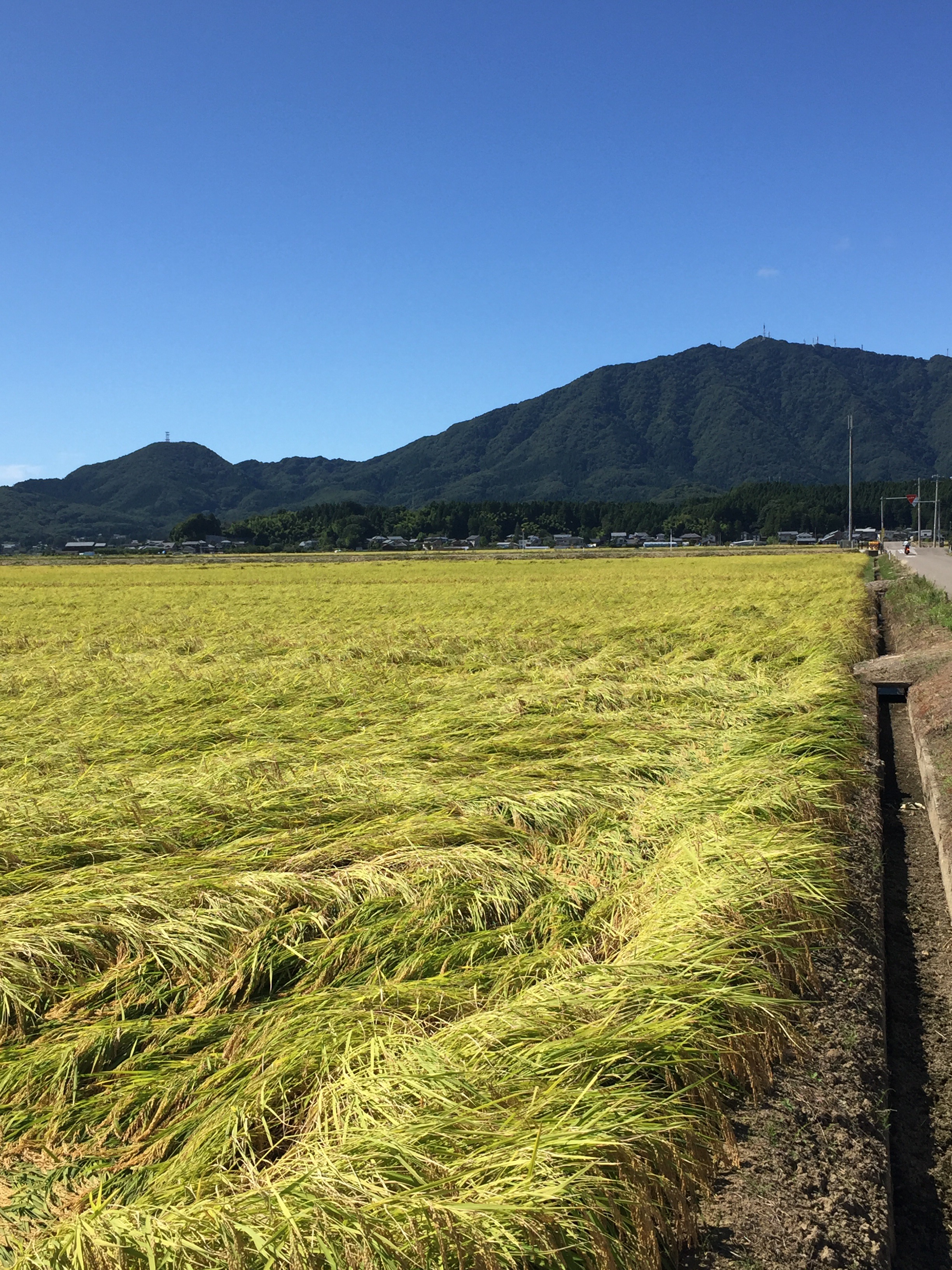 ウォーカープラスに掲載して頂きました